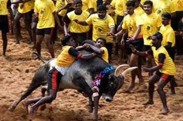 인도의 투우 축제 잘리카투